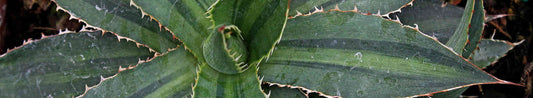 Agave - Cold-Hardy, Drought-Tolerant, Deer-Resistant Perennials