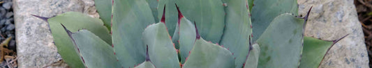 Cold-Hardy Agaves for North Carolina Gardens
