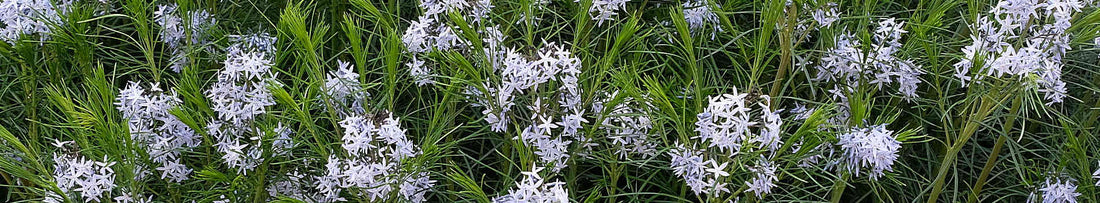 Amsonia for Beginners: Tips for Growing Blue Star