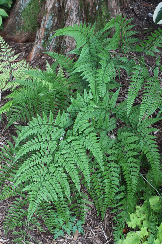 Hardy Ferns Make Perfect Background Texture