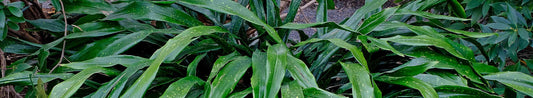 Aspidistra - Tough Cast Iron Plants for the Perennial Garden or Container