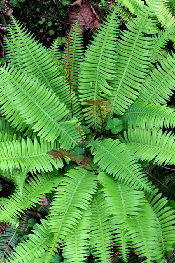Finding Unique Ferns for the Woodland Garden