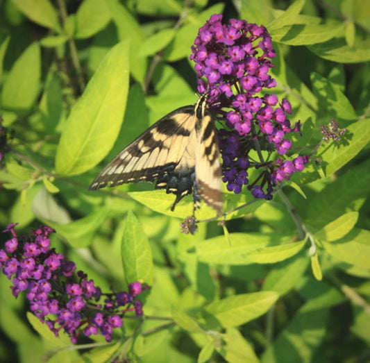 Invite Butterflies To Your Backyard With Butterfly Bushes