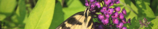 Bring Butterflies to Your Garden with Butterfly Bushes