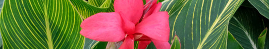 Canna, Canna, Canna - Growing and Caring for Canna Lilies