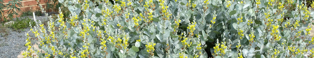 Cutting Through the Jungle - Native Plants Myths and Realities