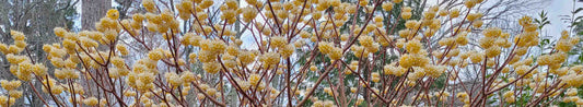 Plant Profile: Edgeworthia chrysantha
