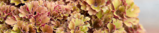 Ringing the Coral Bells - The Heuchera Story
