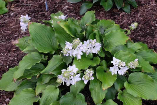 Beautiful Hostas for Your Shaded Gardening Areas