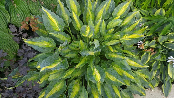 Hosta Plants Are Exceptionally Hardy Perennials