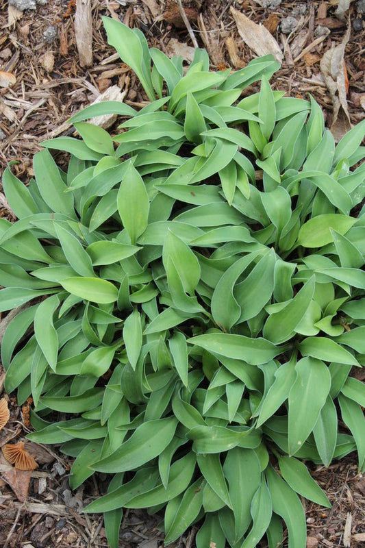 High Performing Hosta Plants for the Shade