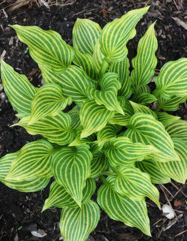 Enhance Your Garden with the Beautiful Foliage of Hostas