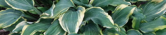 Hosta Introductions and Breeding by Paul Aden