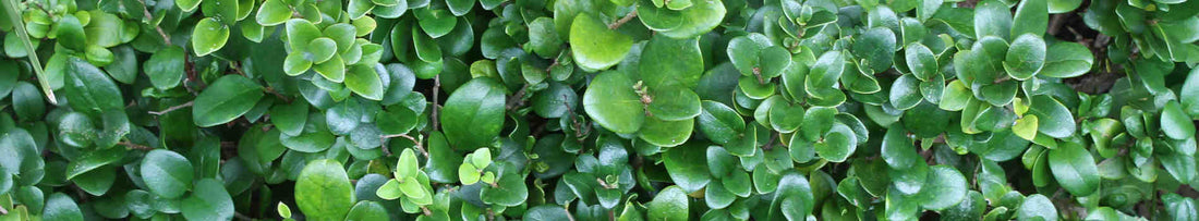 Gardening Unplugged - Broad Leaf Evergreens
