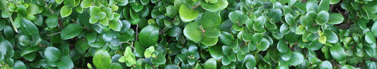 Gardening Unplugged - Broad Leaf Evergreens