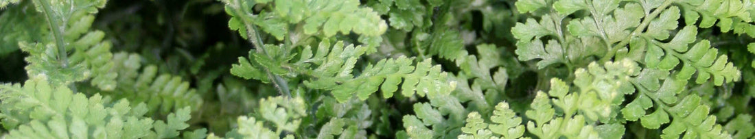 Plant Profile: Paesia, Sitobolium, and Microlepia
