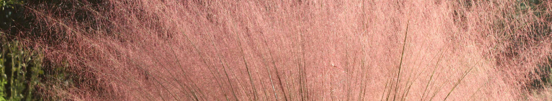Plant Profile: Pink Muhly Grass