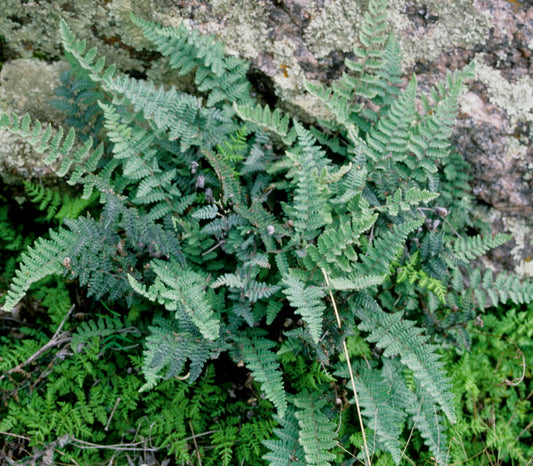 Growing Dryland Ferns in Humid Climates