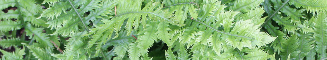 Plant Profile: Polypodium, Pleopeltis, and Phlebodium
