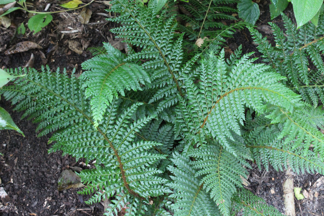 Plant Profile: Polystichum - Shield Ferns
