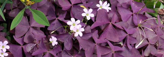 Add Some Color to Your Garden with Purple Leaf Plants