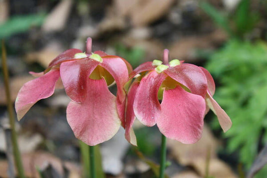 Bring Excitement and Wonder to Your Garden with a Pitcher Plant