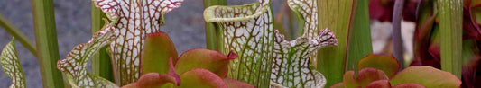 Introduction to Sarracenia - The Pitcher Plant