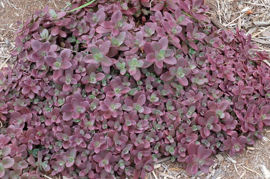 Sedum - Stonecrop Plant Makes a Wonderful Groundcover