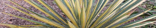 Seven Easy Tips for Growing Yucca Plants