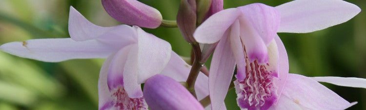 Hardy Orchids in the Garden