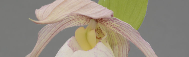 Cypripedium Orchids - Does the Lady Slipper Fit Your Garden?
