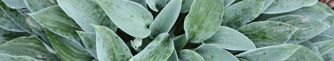 All About Blue Hostas
