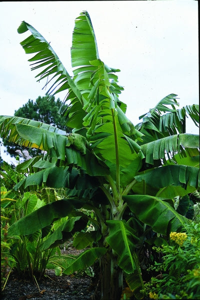 Banana Plants That Thrive Outside of the Tropics