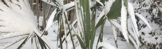 Plant Profile: Sabal minor (Scrub Palmetto palm)
