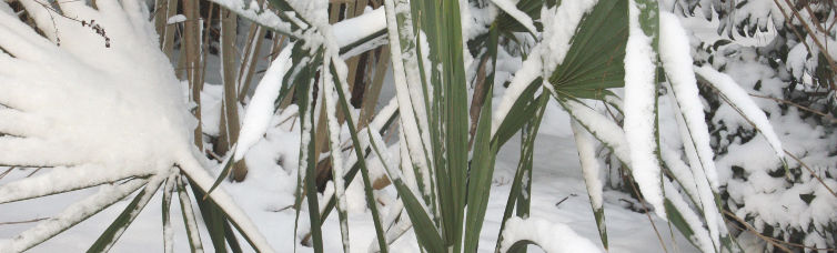 Cold Hardy Palms for Temperate Gardens