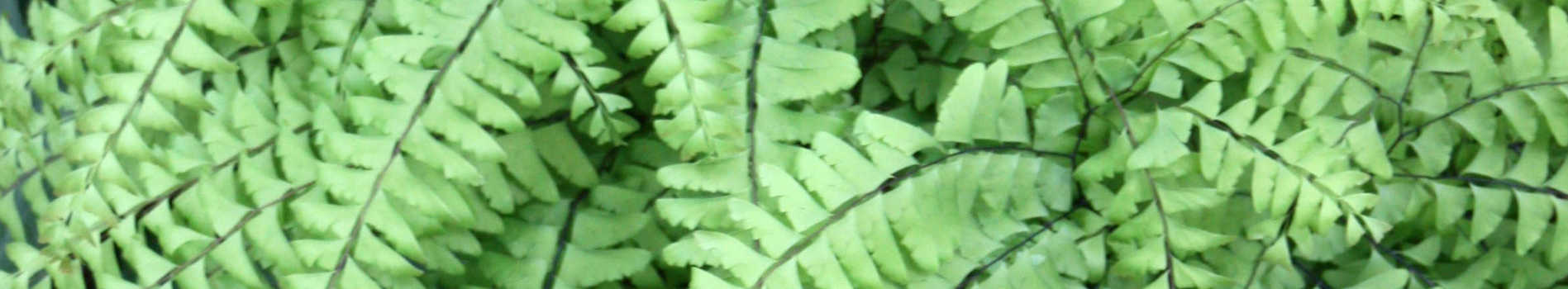 Zone 4 Plants | Plants for Zone 4a - 4b | Zone 4 Perennials