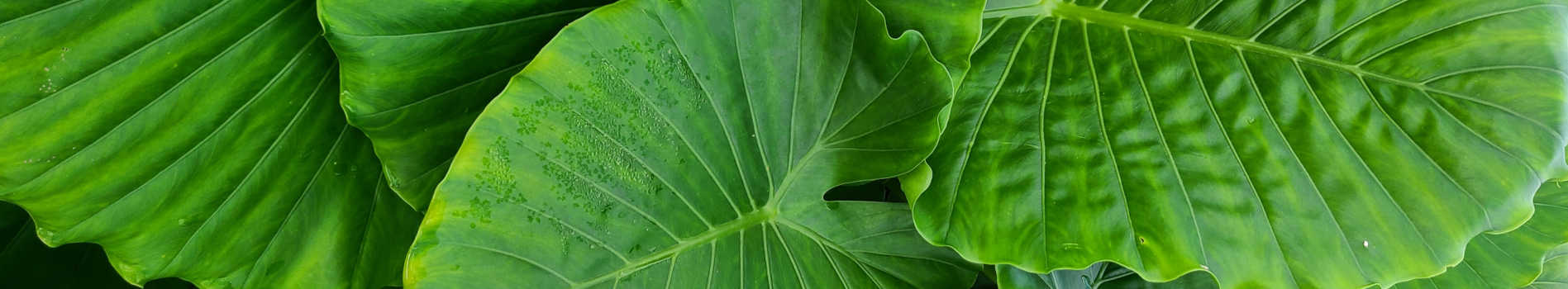 Alocasia for Sale | Alocasia Plants | Upright Elephant Ears