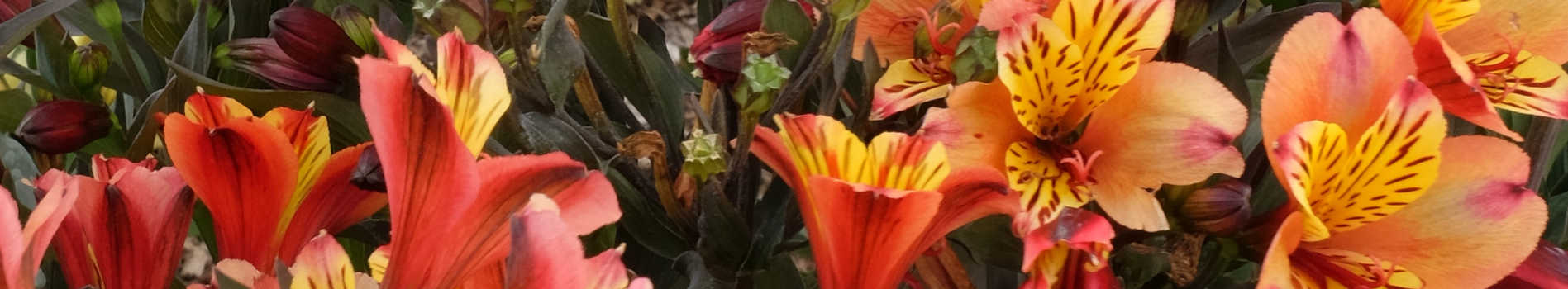 roses plant for sale near me Gelato Dutch Florist Shrub Rose