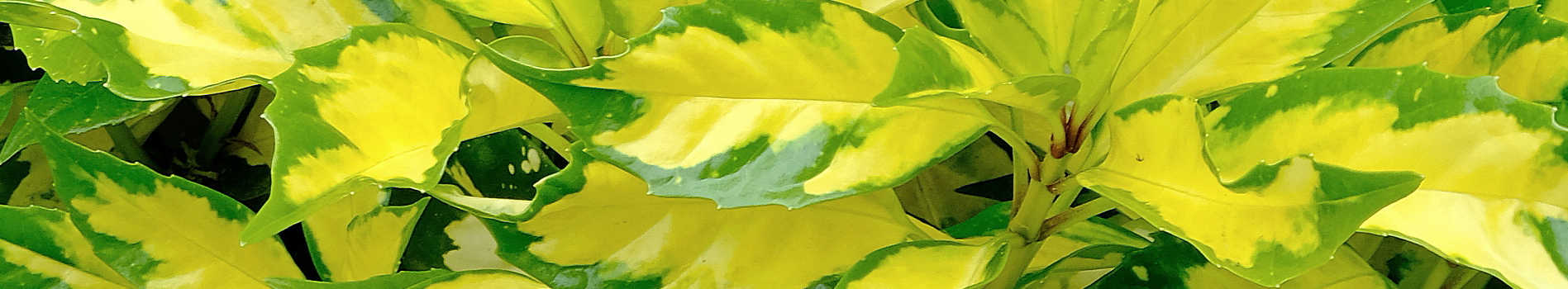 Aucuba | Aucuba Varieties | Aucuba japonica | Japanese Laurel