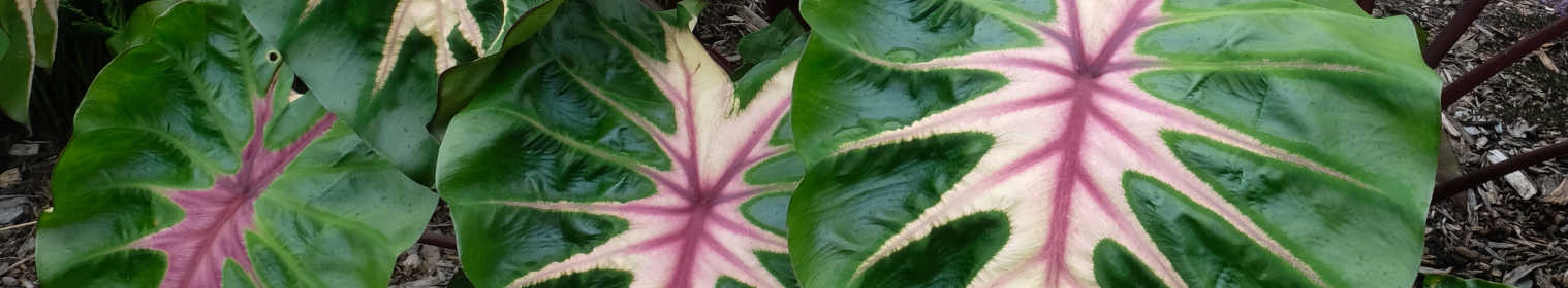 cheap elephant ears plant Homegrown Giant Colocasia Gigantea Elephant Ear Plant Bulbs (Ready to  Sprout)