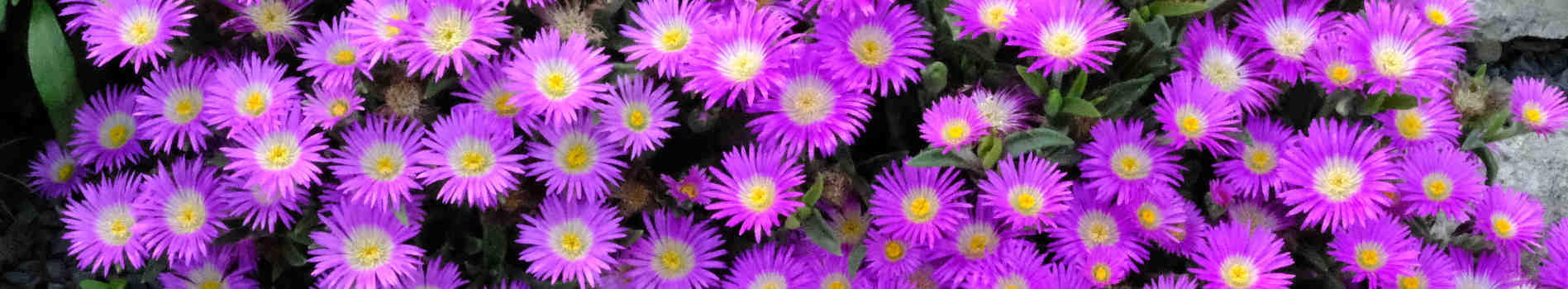 Plants that start with D | Flowers that start with D