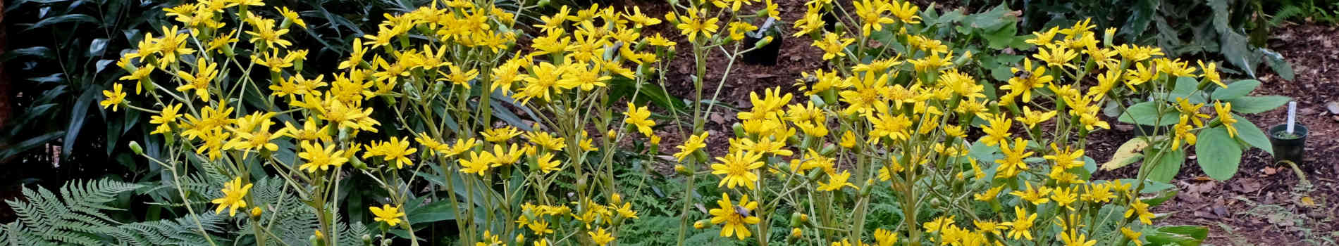 Plants that start with F | Flowers that start with F