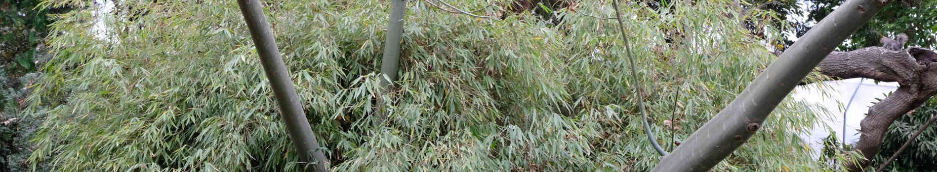 Fargesia | Fargesia Bamboo | Fargesia Bamboo for Sale