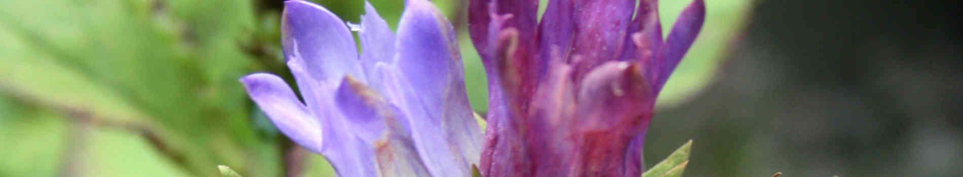 Gentiana | Gentian Flowers | Gentian Plants for Sale