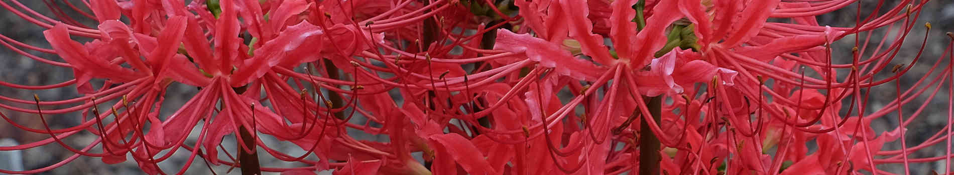 Lycoris | Spider Lilies | Hurricane Lilies | Surprise Lilies