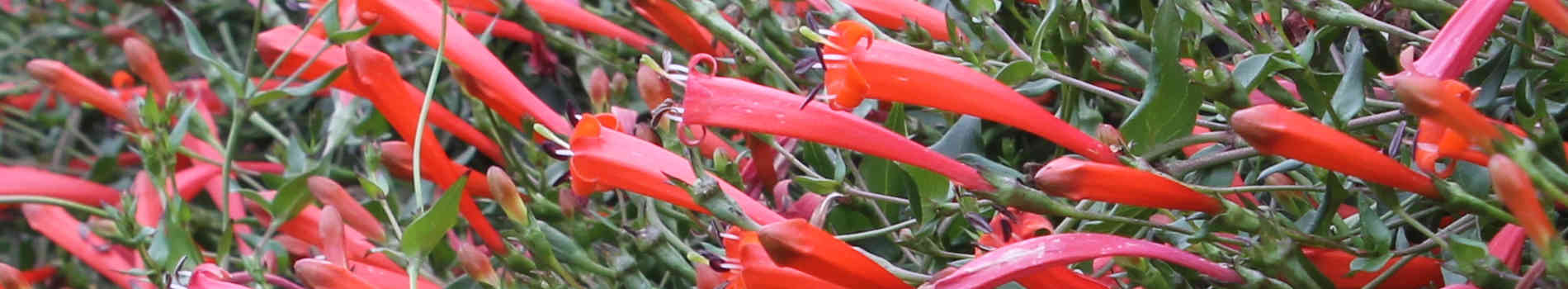 マネッティア苗 Manettia | Firecracker Vine | Manettia for Sale