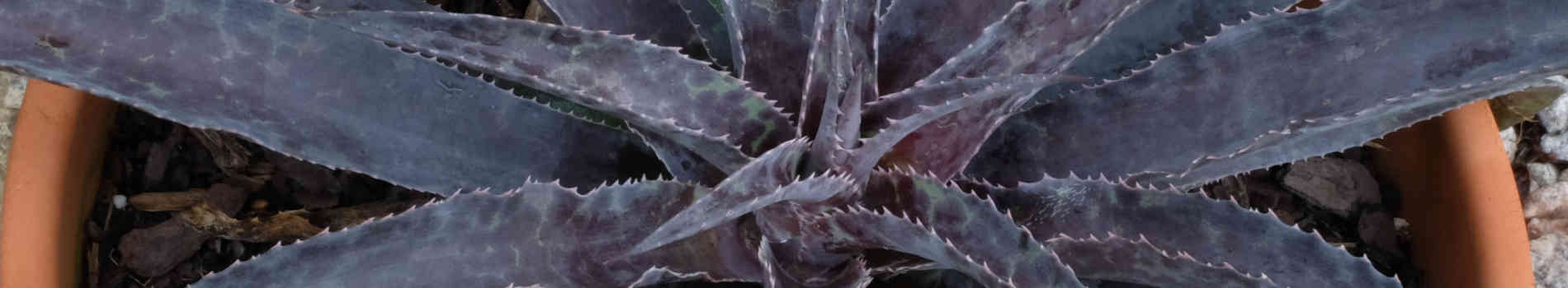 Mangave | Mangave Plant | Mangave for Sale