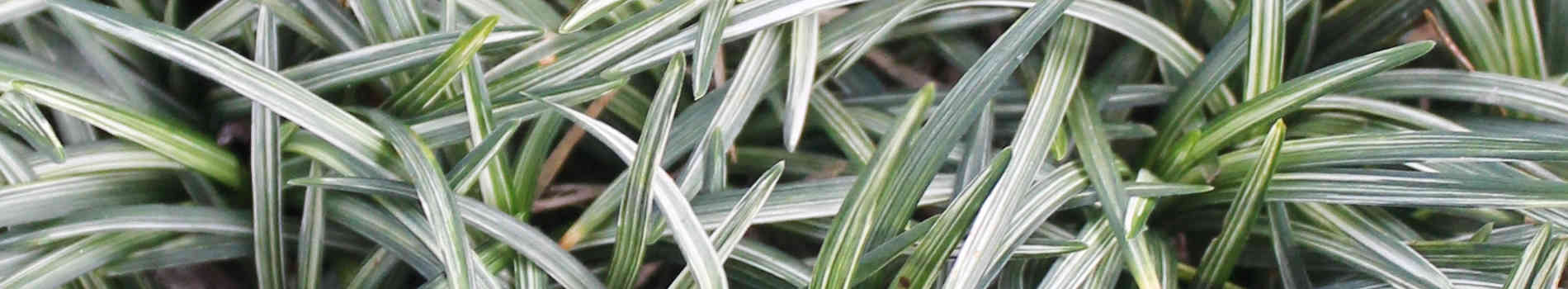 Ophiopogon | Mondo Grass for Sale | Mondo Grass