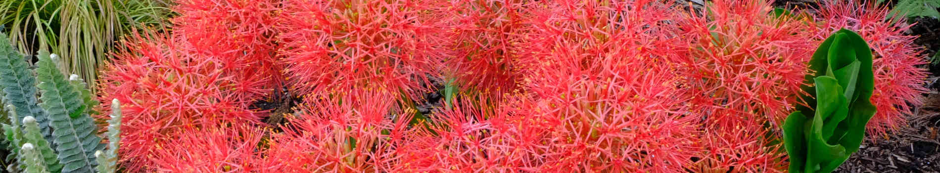 Scadoxus | Torch Lily | Scadoxus Bulbs for Sale