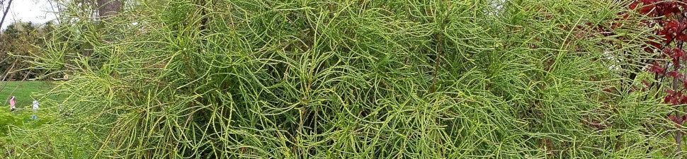 Thuja | Arborvitae | Plant Delights Nursery